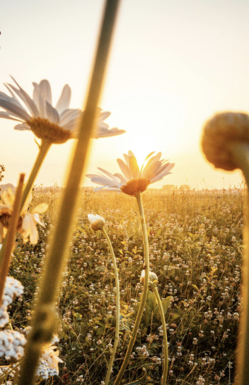 sunset fields with daisies